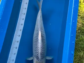 Japansk Koi - Asagi