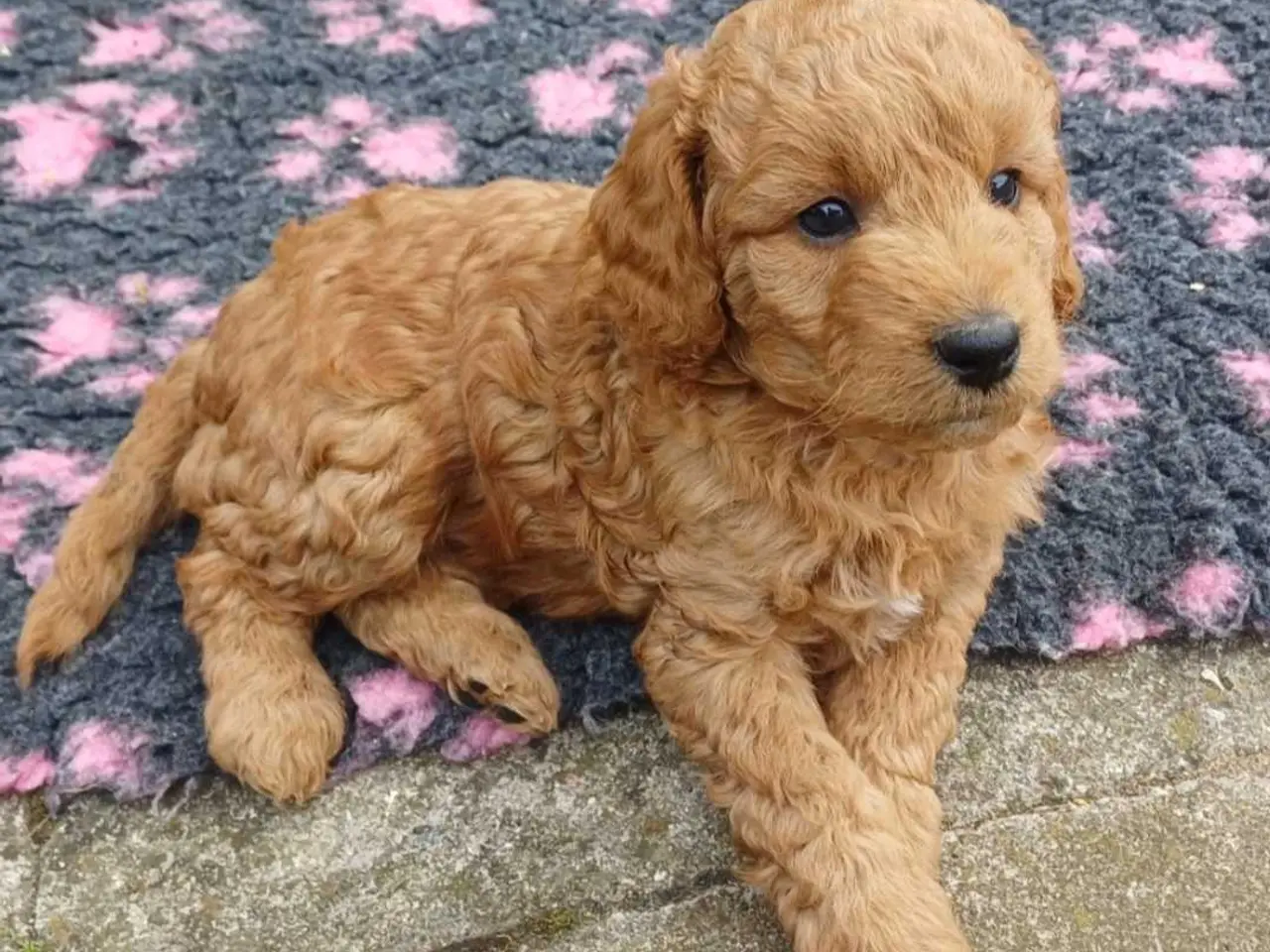 Billede 15 - Doodle / cockapoo hvalpe