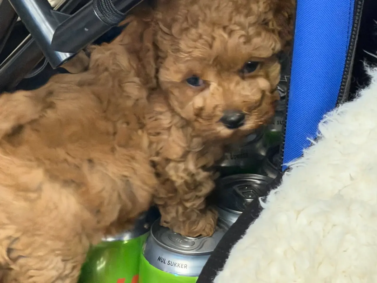 Billede 2 - 🐾✨ Skønne Mini  Maltipoo hvalpe 