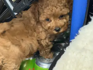 🐾✨ Skønne Mini Maltipoo hvalpe - 2