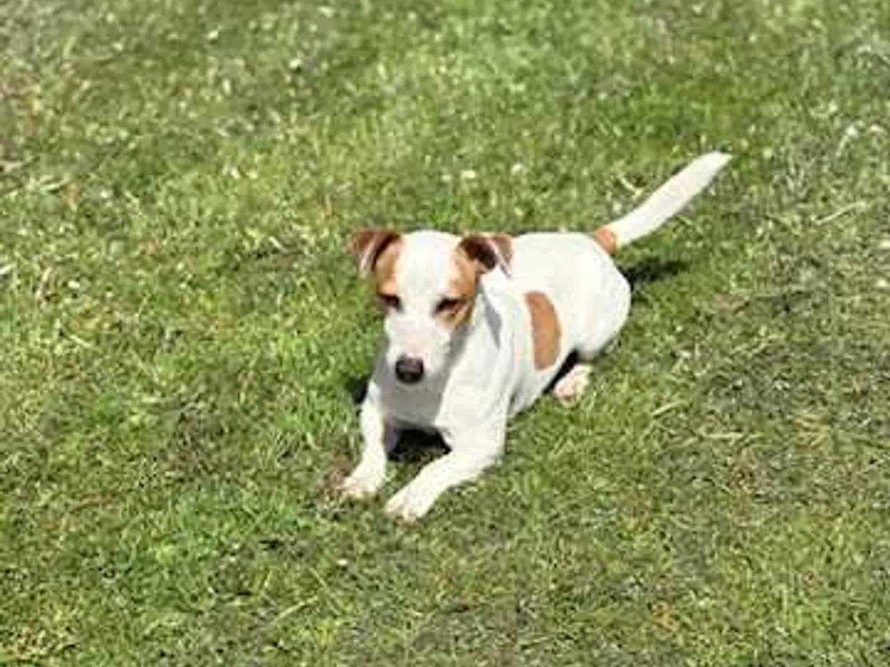 Billede 6 - Jack Russell hvalpe