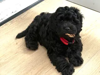 Den smukkeste lille fine Cavapoo dreng