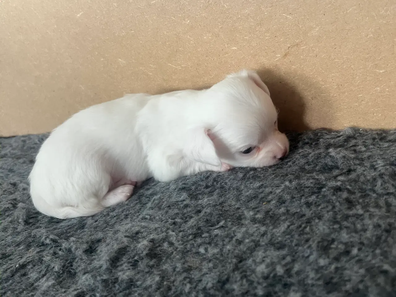 Billede 2 - Chihuahua hvalp.