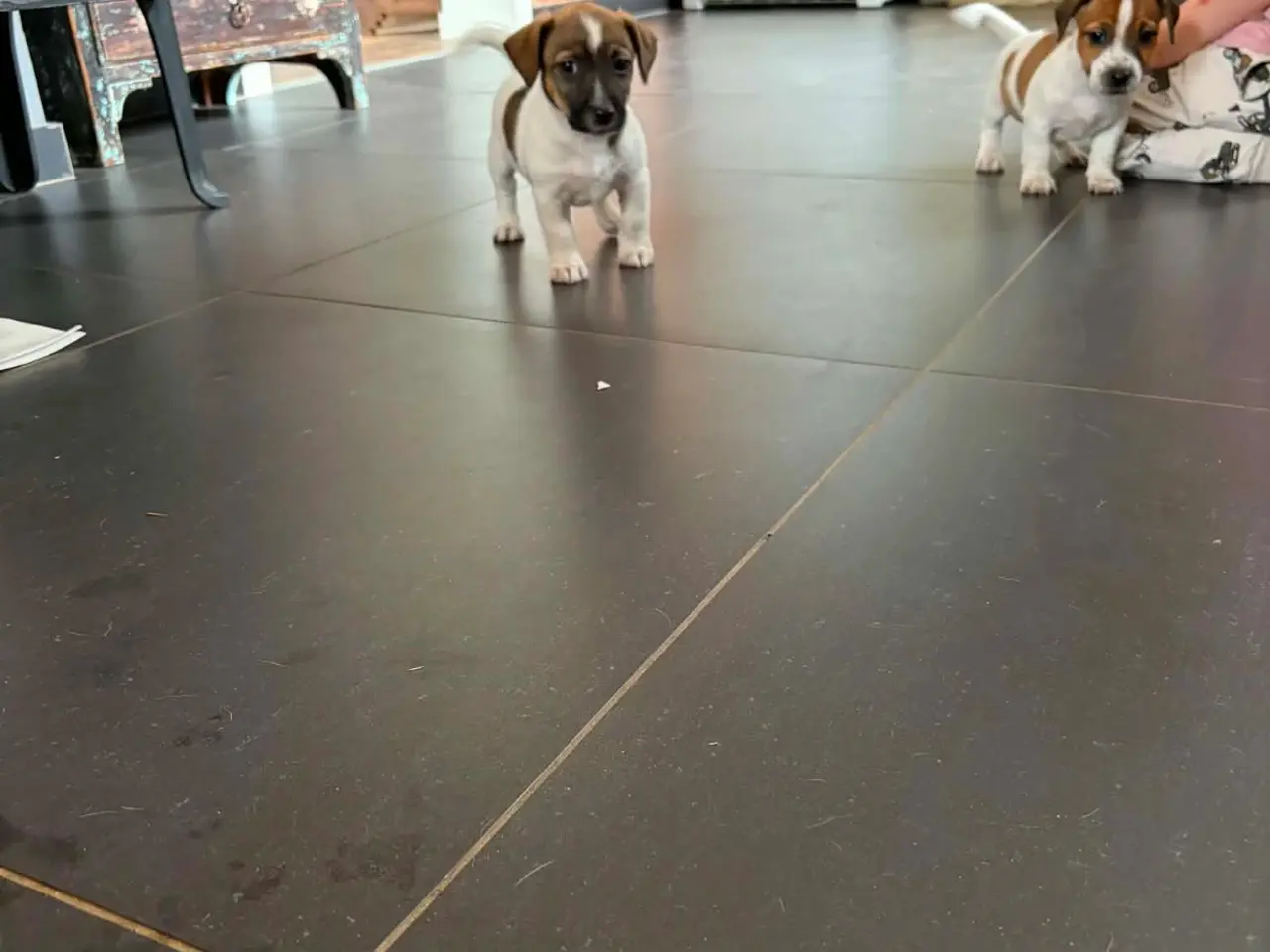 Billede 16 - Jack russel terriere
