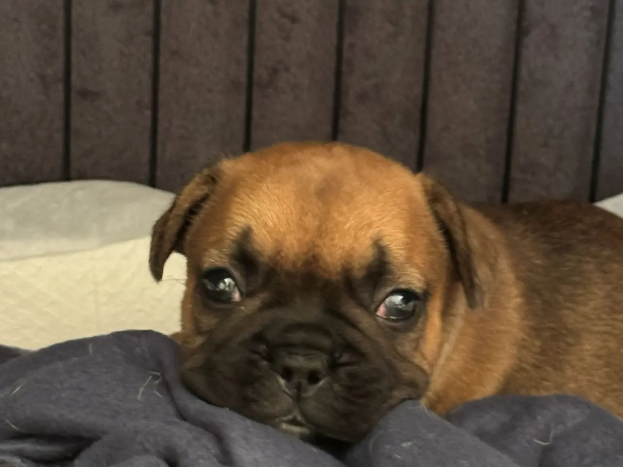 Billede 4 - Fransk Bulldog-hvalp søger hjem