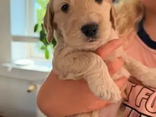 Cockapoo hvalpe