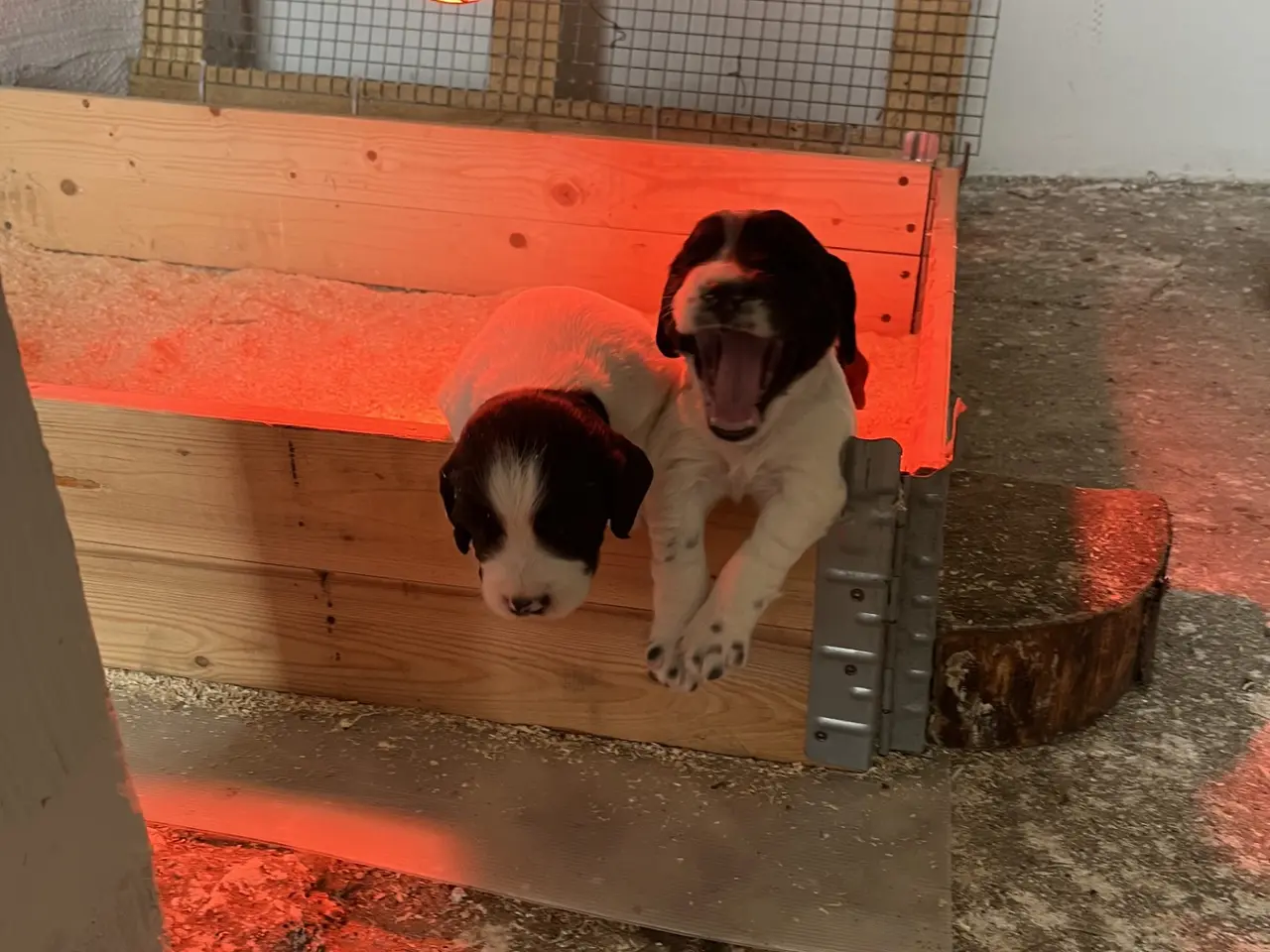 Billede 1 - FT springer spaniel hvalpe