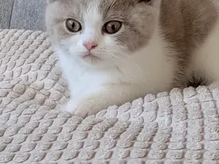 British shorthair hankiling - 3