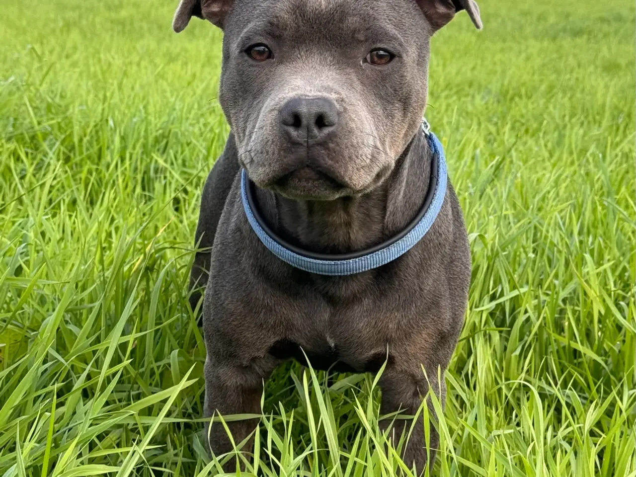 Billede 13 - Staffordshire Bull Terrier