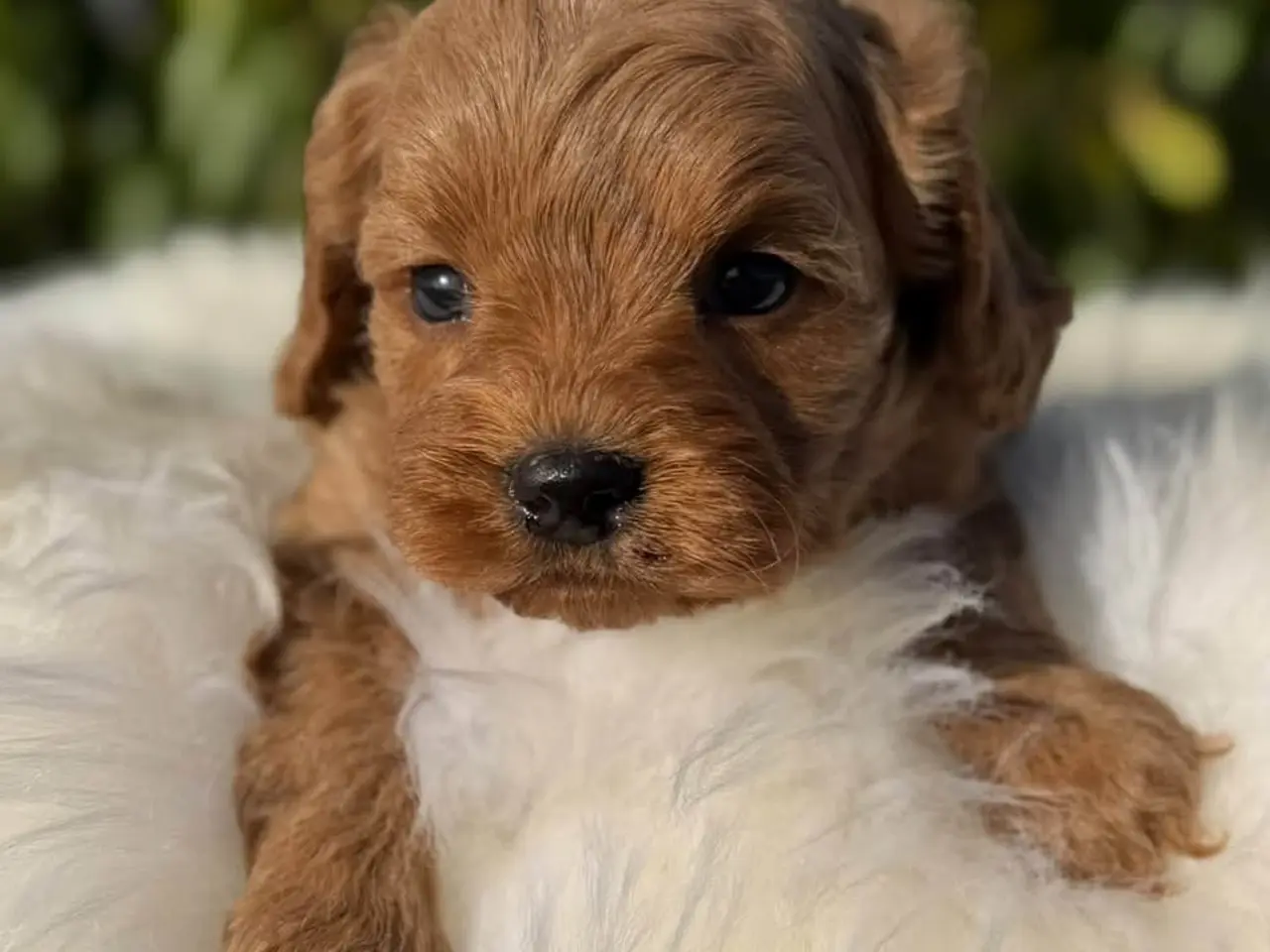 Billede 5 - Cockapoo f1b