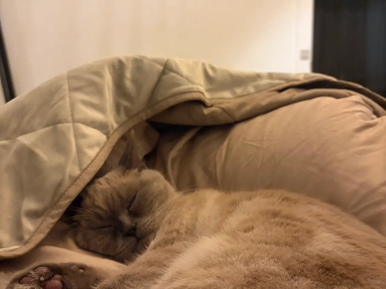 Billede 2 - British shorthair