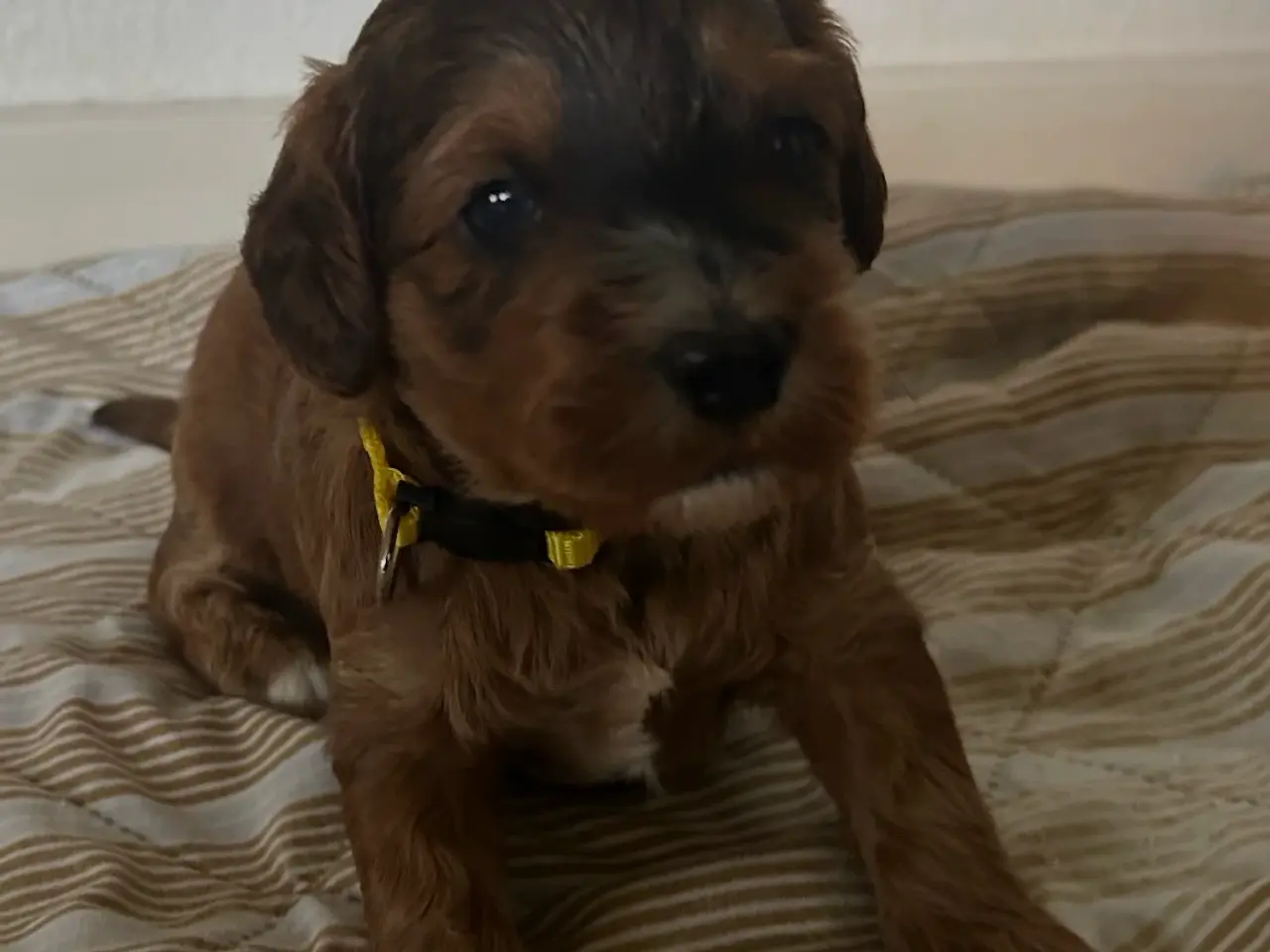 Billede 2 - Cockapoo hvalpe sælges 3 uger 🧸🐶🌸
