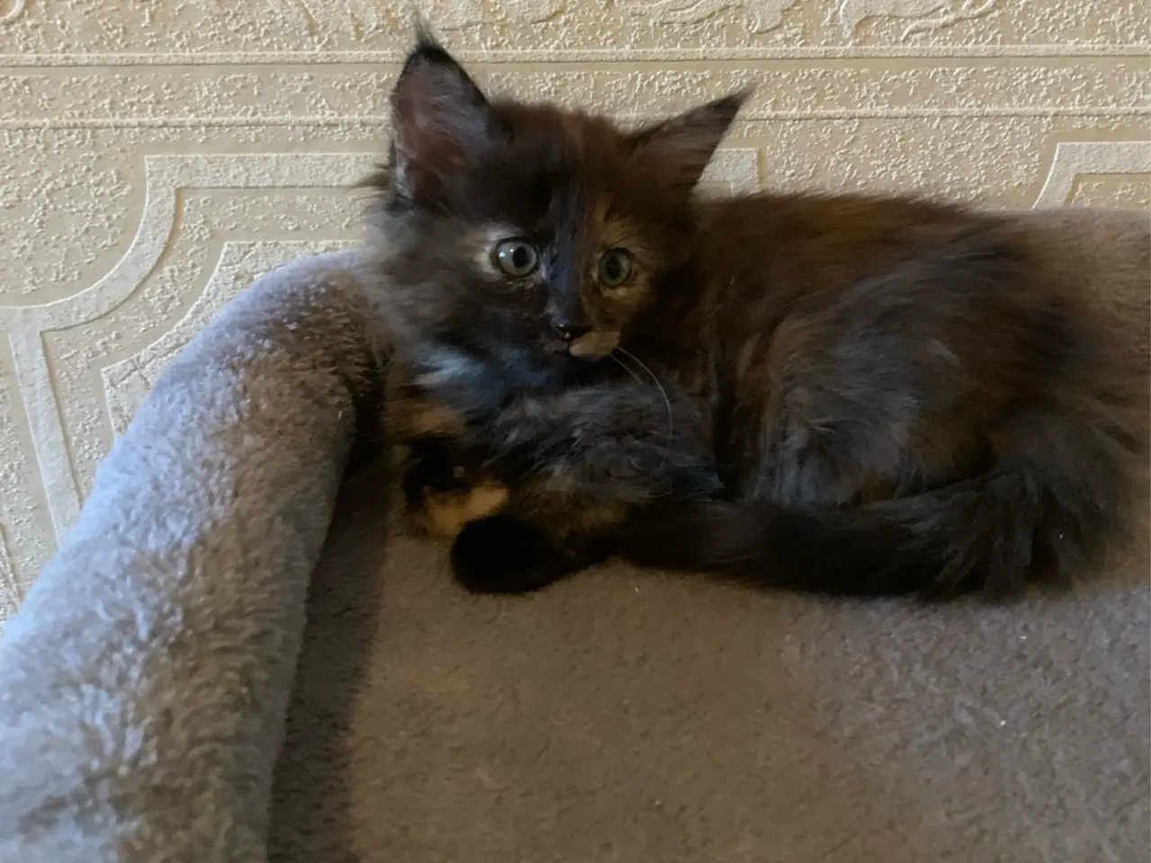 Billede 1 - 25 % mainecoon killinger