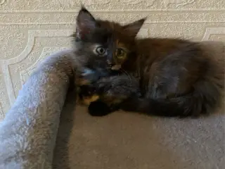 25 % mainecoon killinger