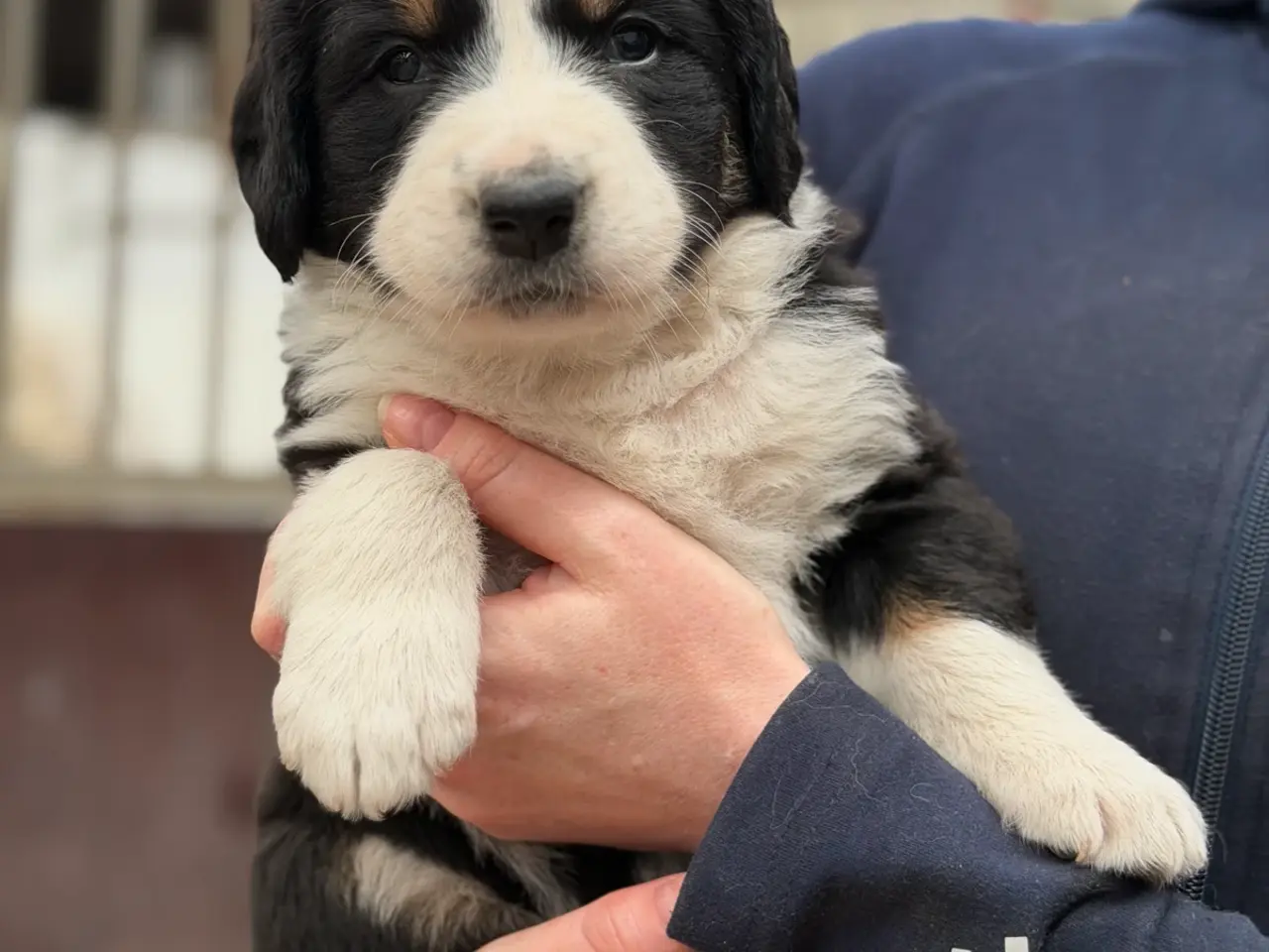Billede 2 - Bamse hundehvalpe