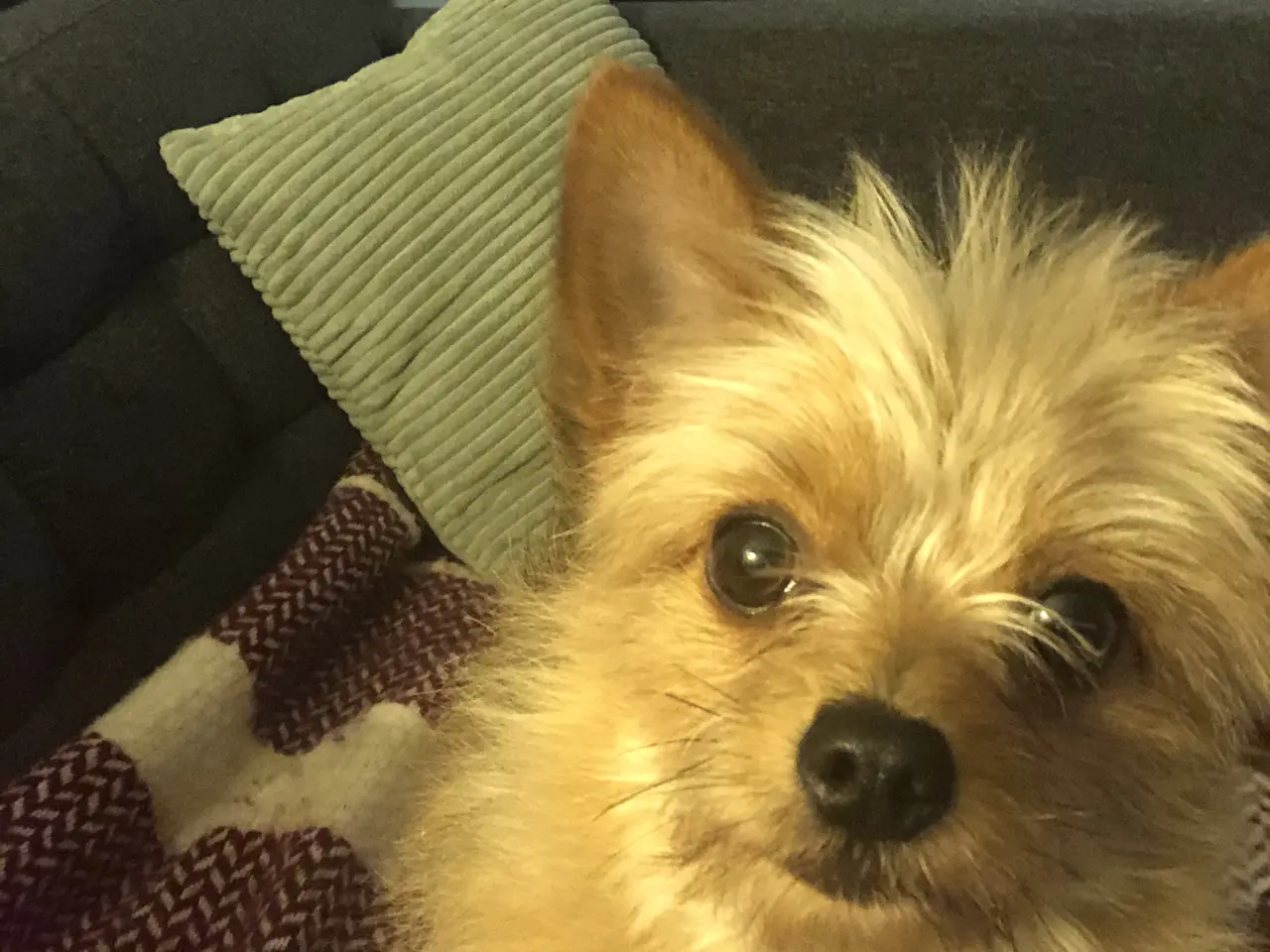 Billede 1 - Yorkie pom til parring 