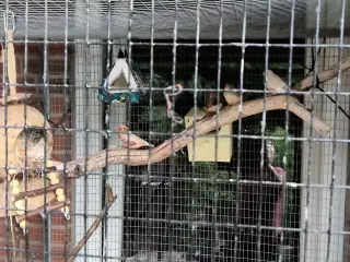 Zebrafinke og nymfeparakit