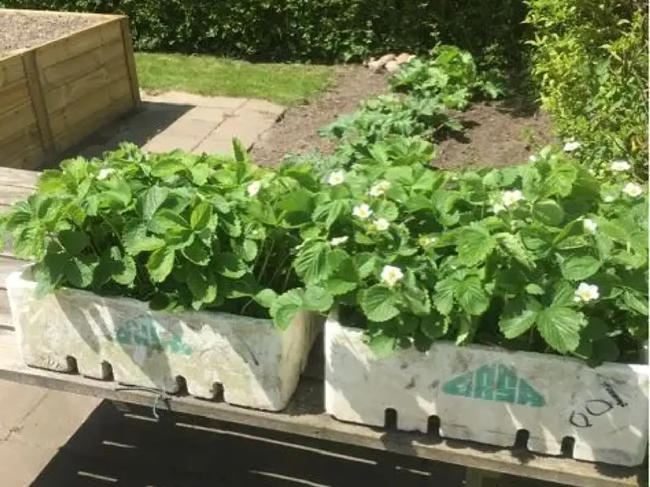 Billede 4 - Jordbær planter