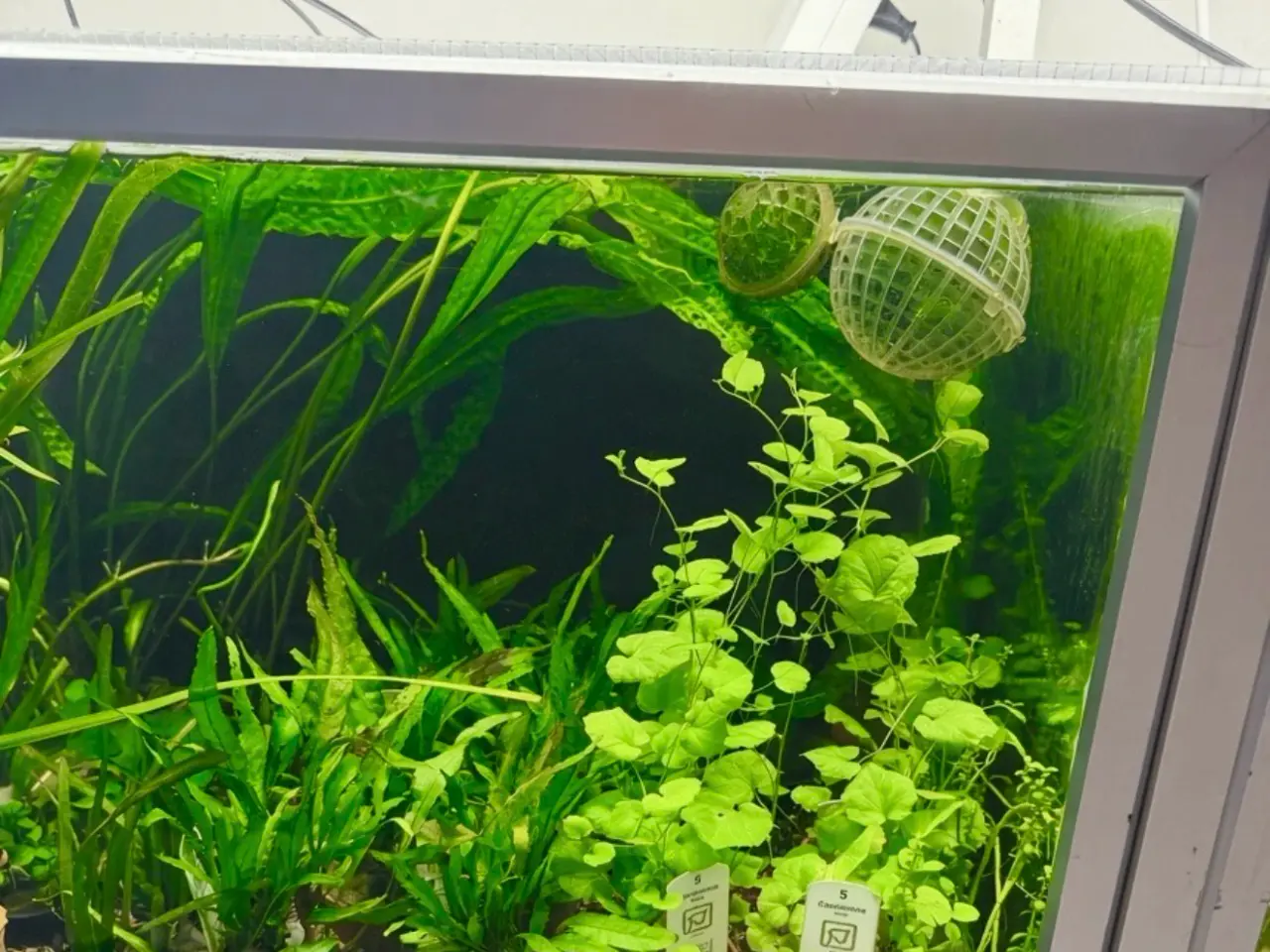 Billede 3 - 🩷 Wow mange flotte akvarieplanter 🩷