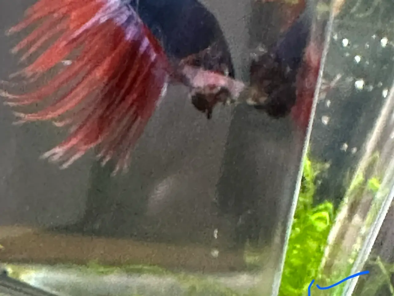 Billede 3 - Crowntail Kampfisk hanner