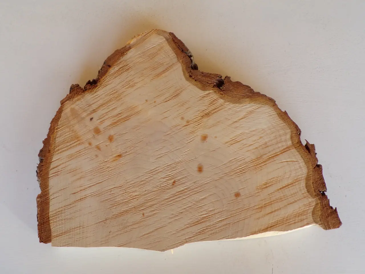 Billede 1 - NY Thuja Træskive 30 cm 