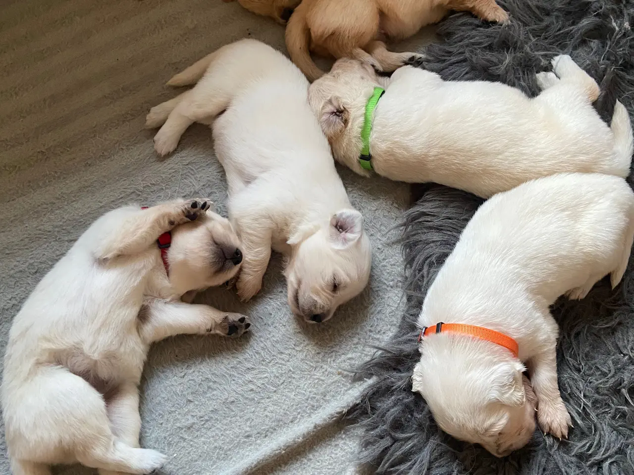 Billede 2 - Golden Retriever hvalpe 