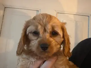 Cavapoo hvalpe F1