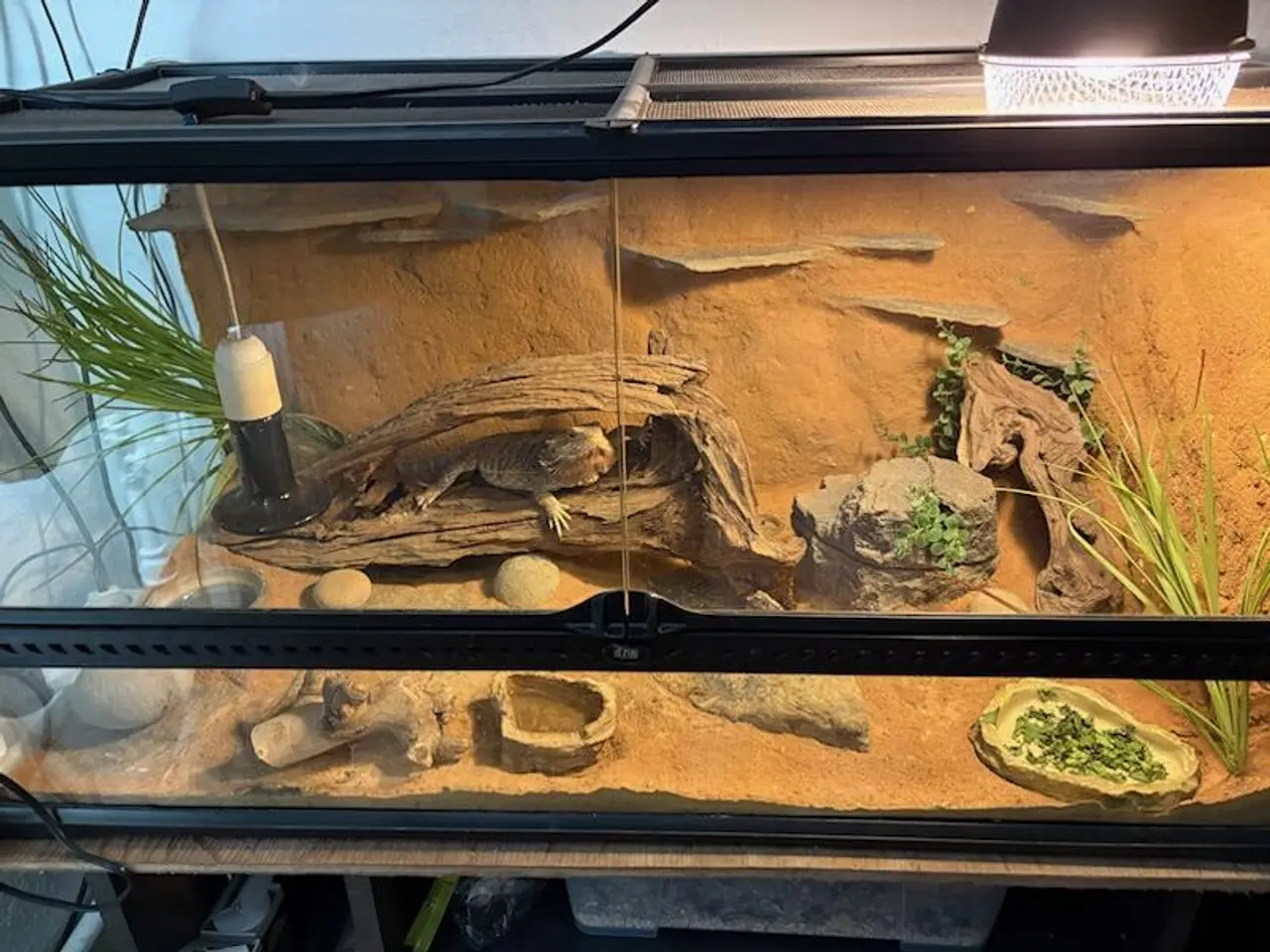 Billede 5 - Hånd tam skægagame med terrarium sælges