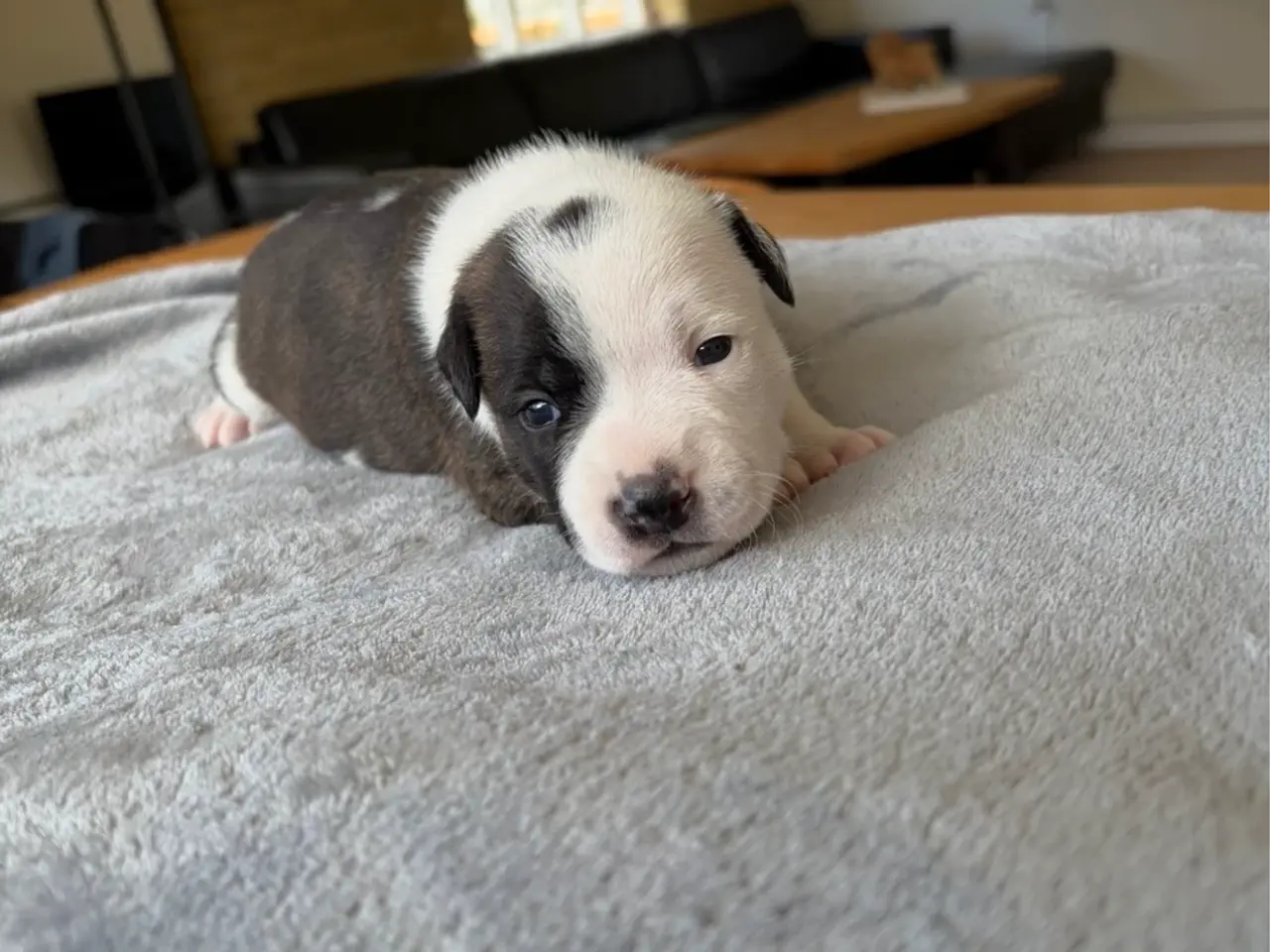 Billede 5 - Engelsk Staffordshire Bull terrier 