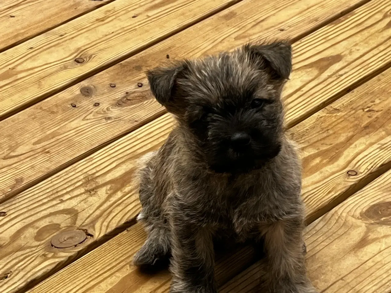 Billede 5 - Cairn terrier /Westie hvalpe sælges