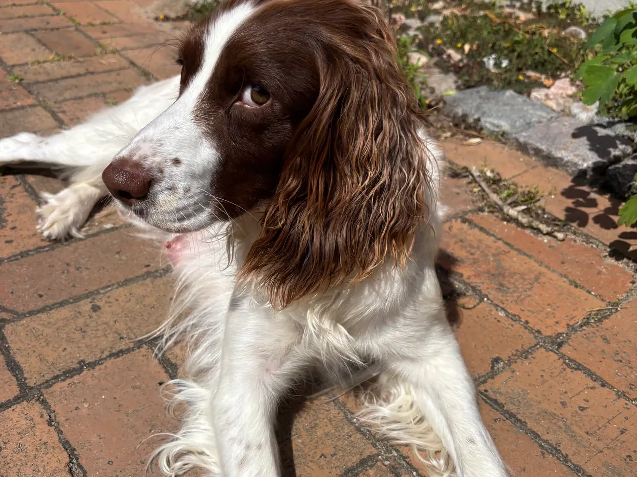Billede 3 - FT english springer spaniel hvalpe sælges