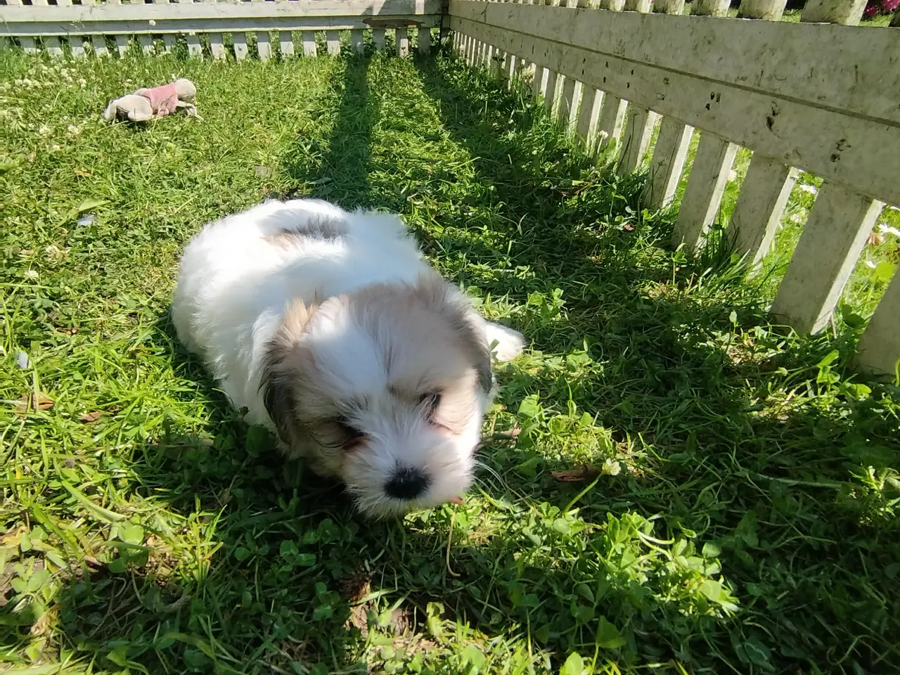 Billede 1 - Danmarks Sødeste Coton de tulear