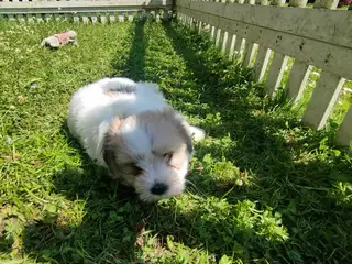 Danmarks Sødeste Coton de tulear