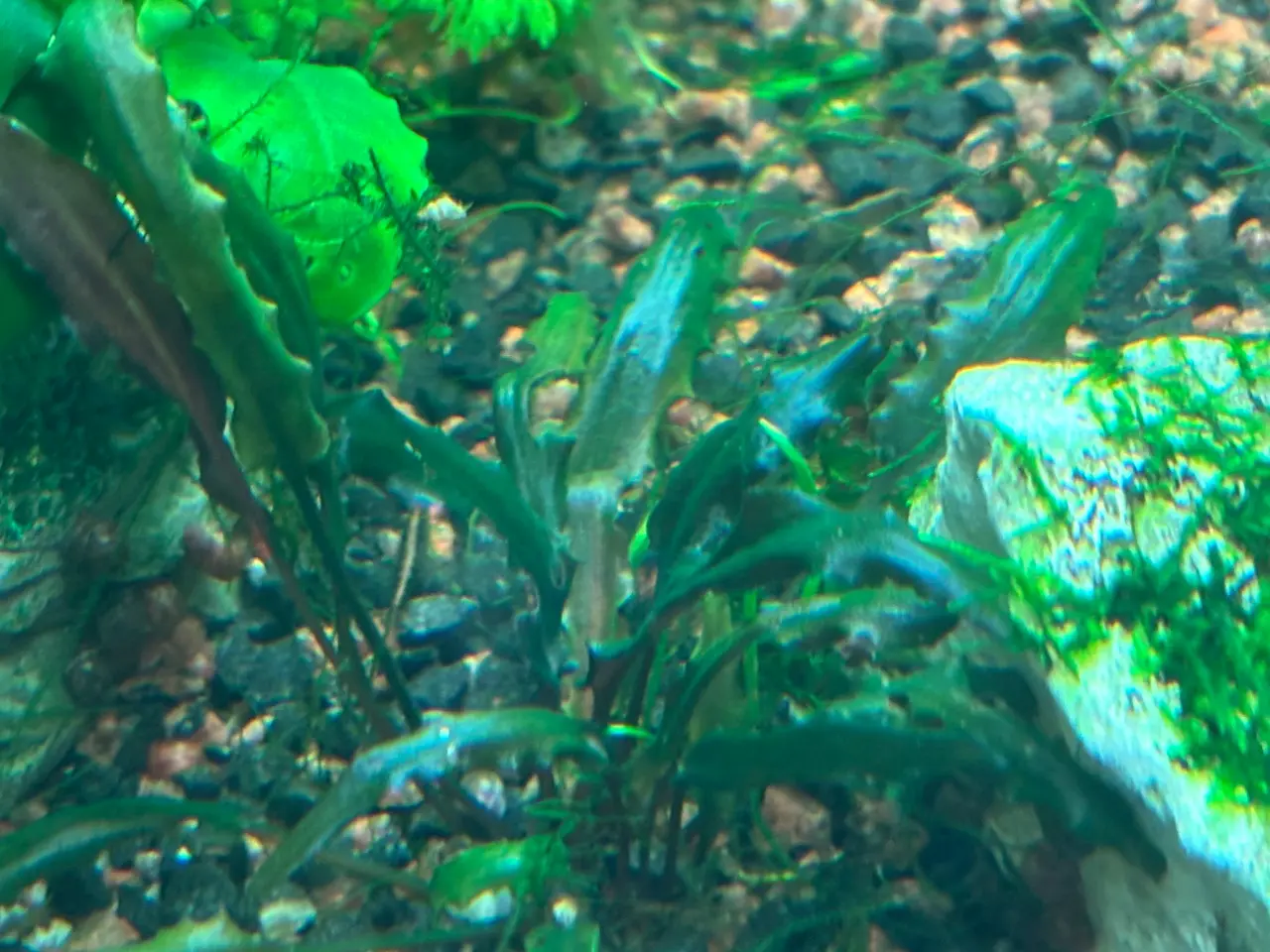 Billede 2 - Cryptocoryne wendtii ‘Tropica’