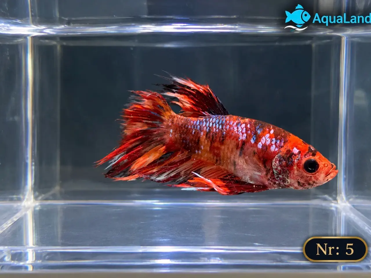 Billede 12 - 😍 Flotte Betta fisk