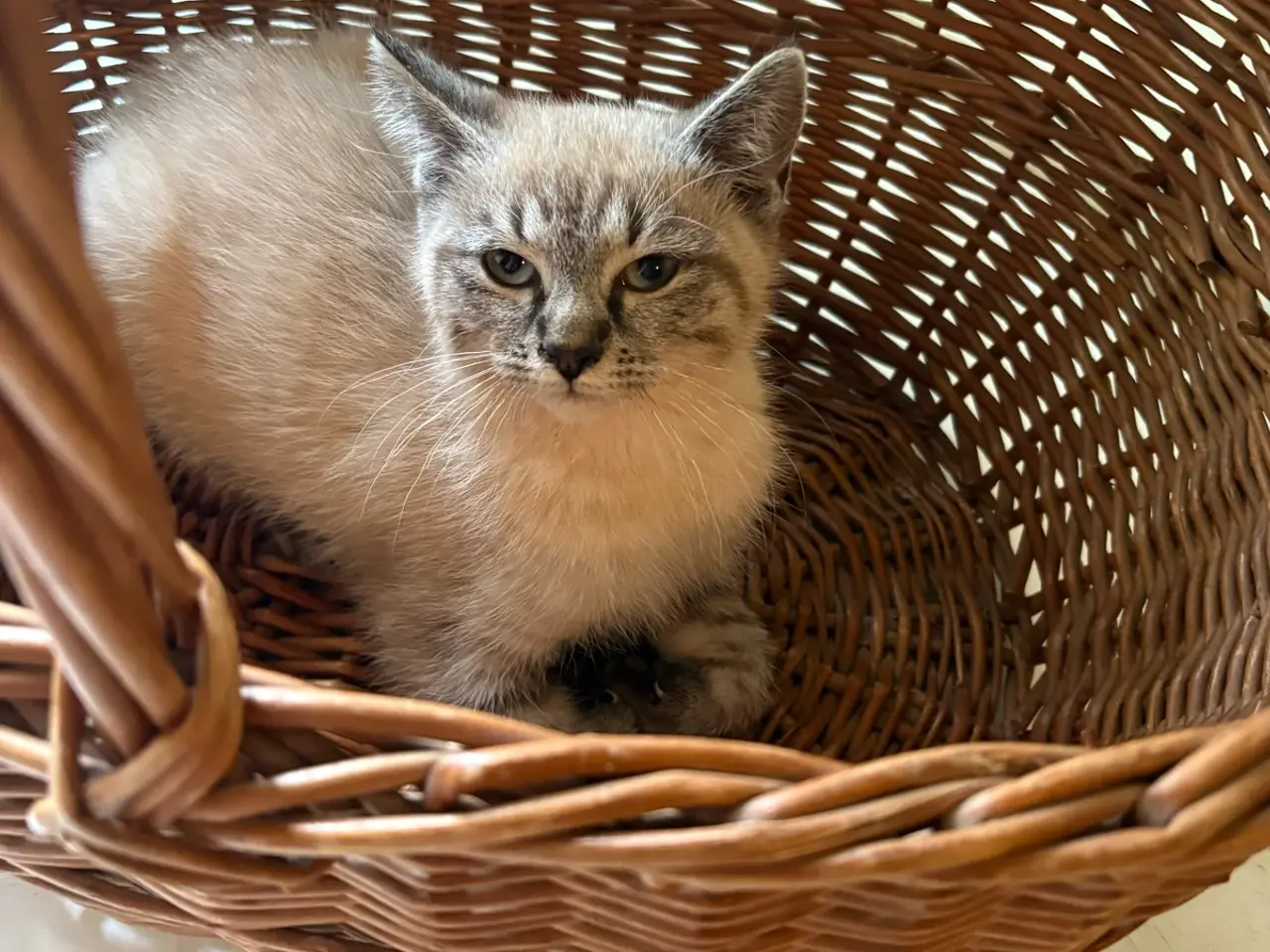 Billede 1 - Whiskat killinger