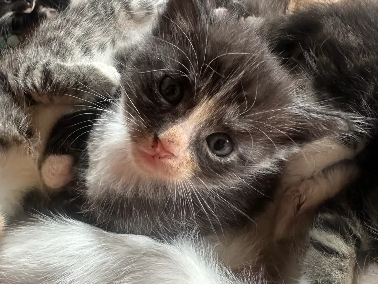 Billede 6 - Maine Coon mix 🤍