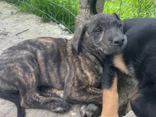 Silla søger sin egen familie❤️