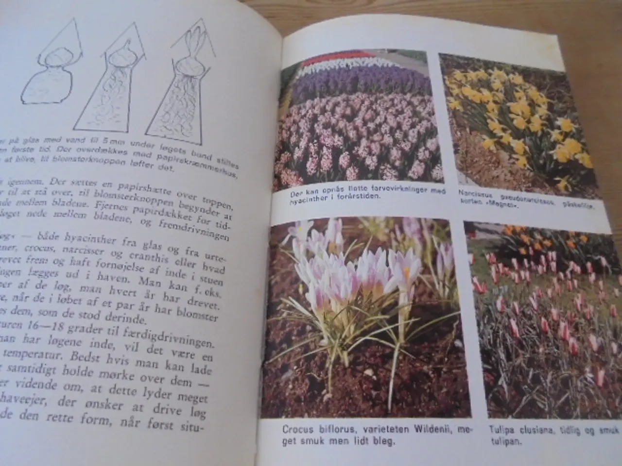 Billede 5 - Havens løgblomster - Udg. Fra 1966