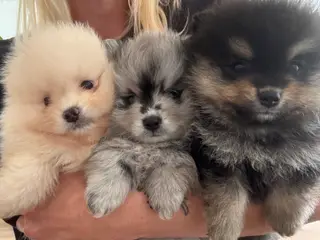Pomeranian hvalpe