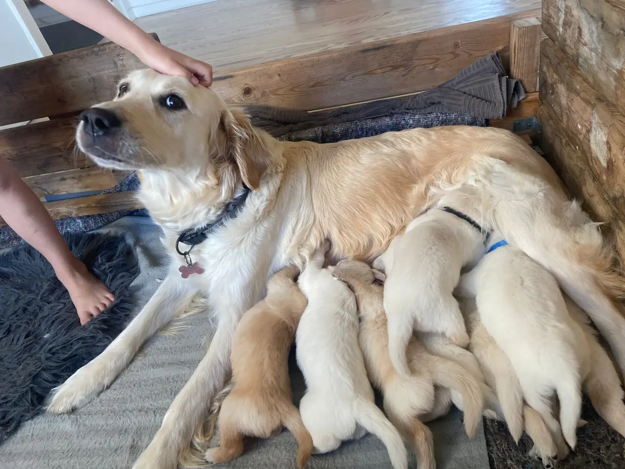 Billede 1 - Golden Retriever hvalpe 