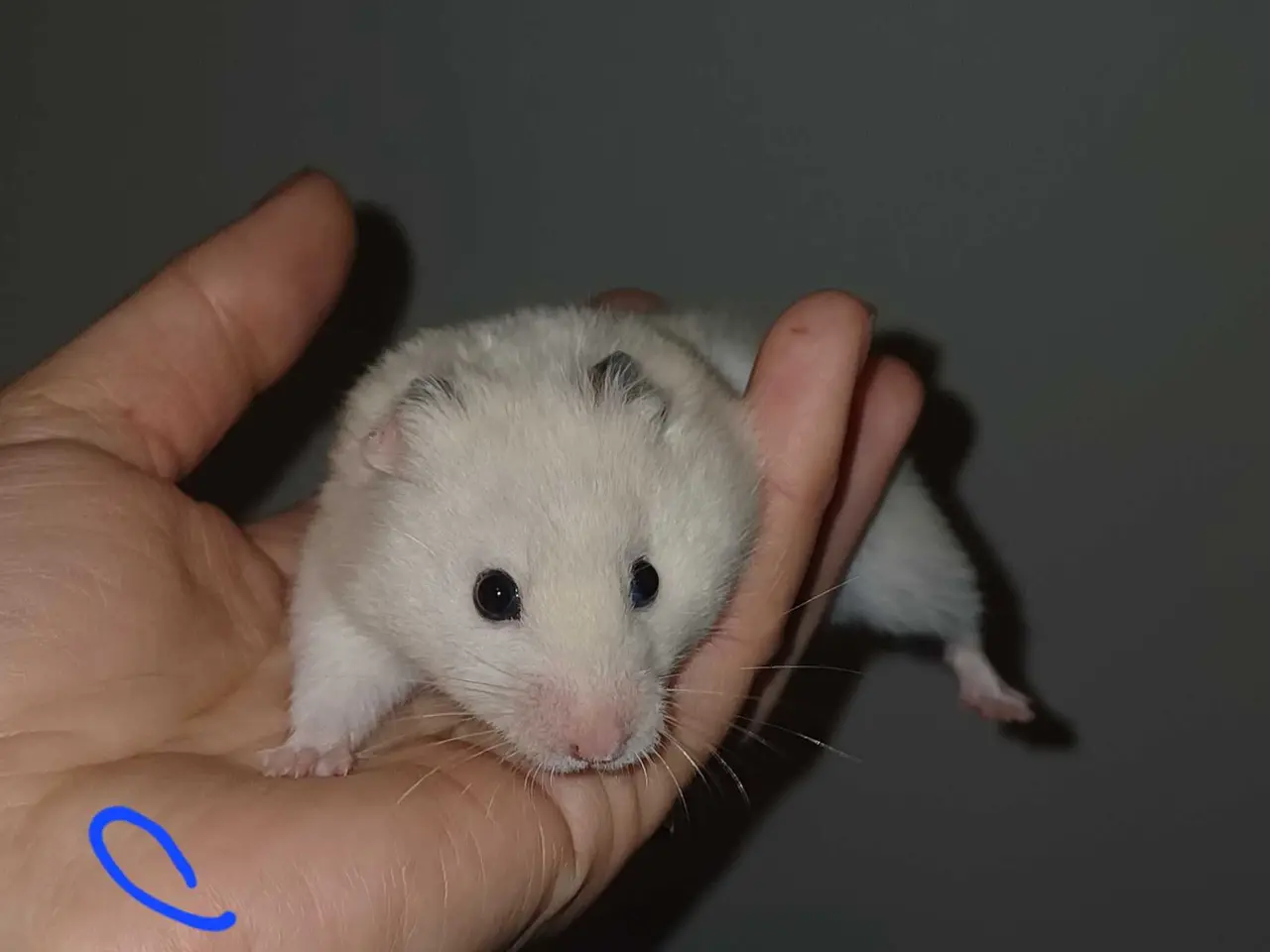 Billede 2 - Guldhamster unger