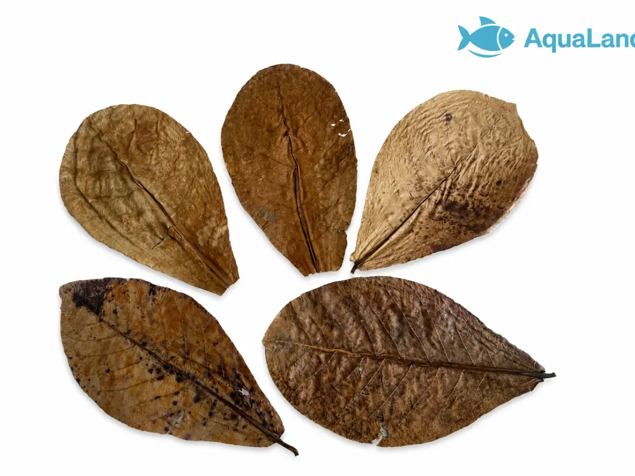Billede 2 - 🍂 CATAPPA-BLADE TIL AKVARIUM 🍂