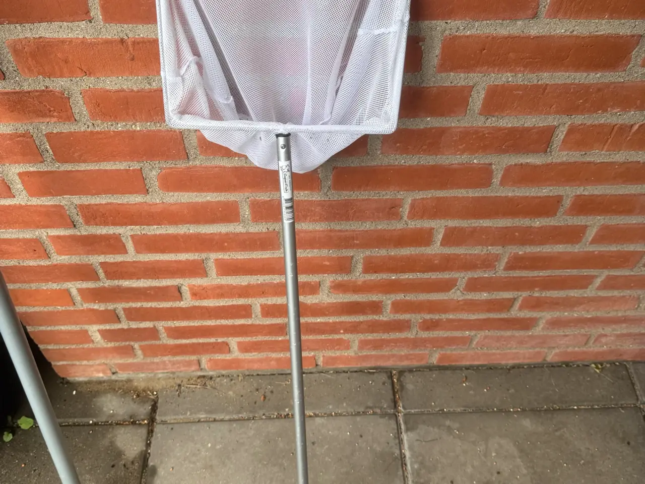 Billede 7 - Dværgpapegøje