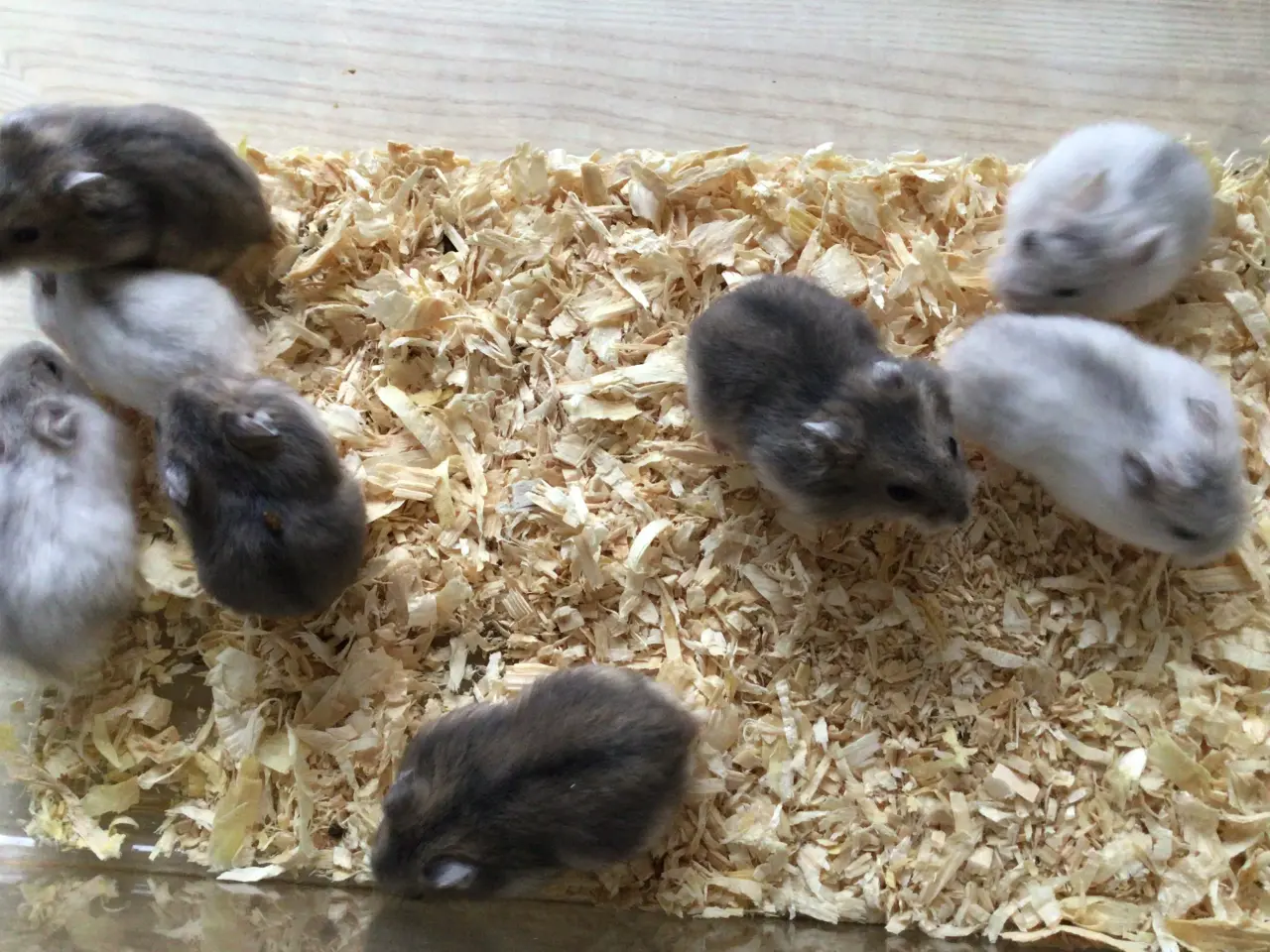 Billede 5 - Cambells hamster