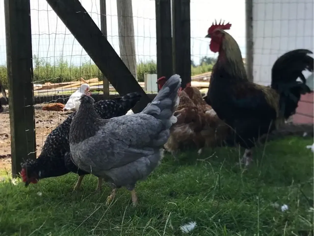Billede 5 - Rugeæg. Grønne og brune.