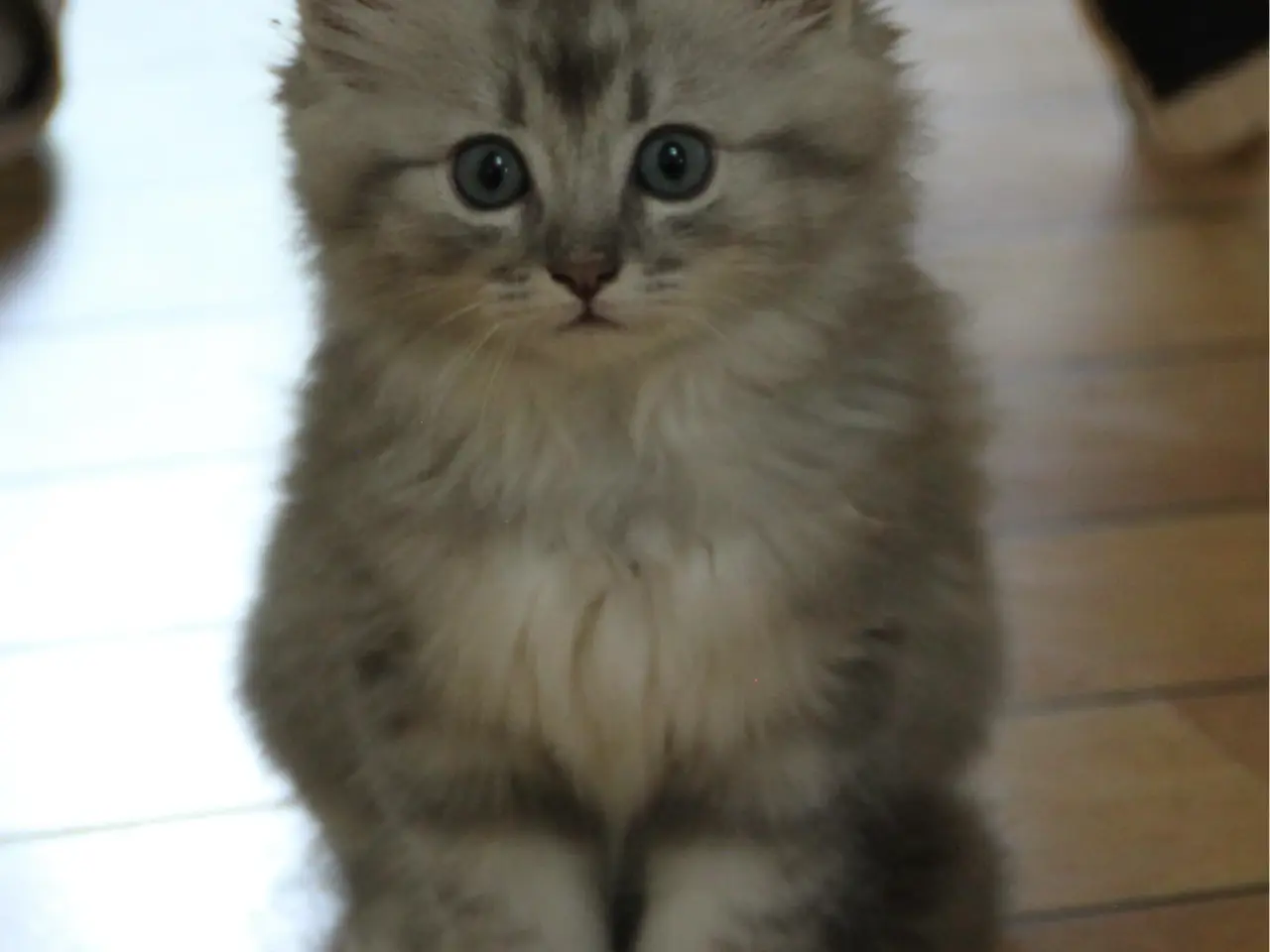 Billede 2 - Lækre 3/4 Ragdoll +1/4 perser killinger, katte
