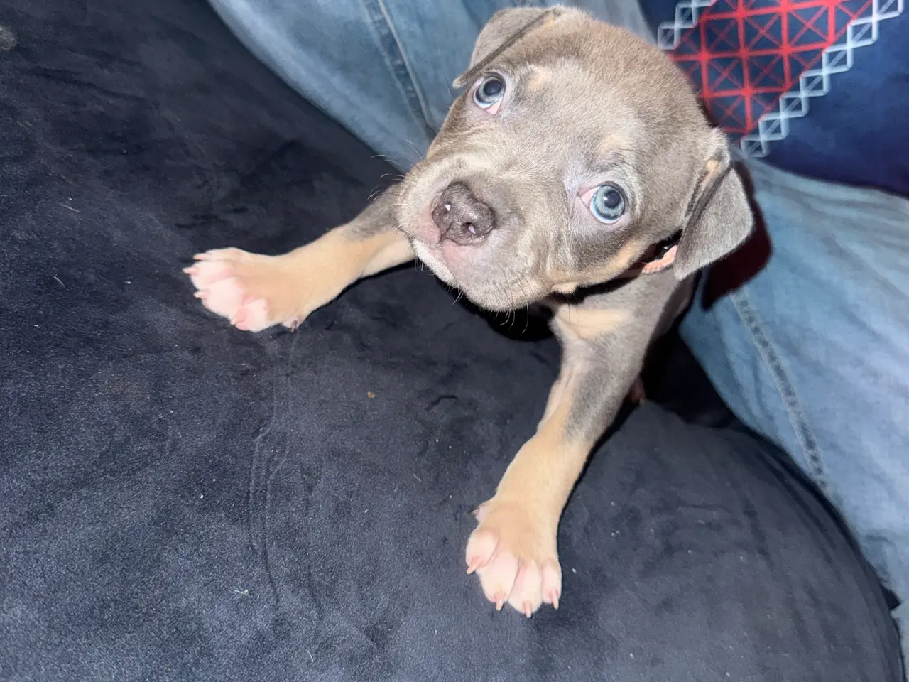 Billede 1 - American bully hvalpe🩵🩷