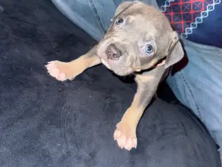 American bully hvalpe🩵🩷