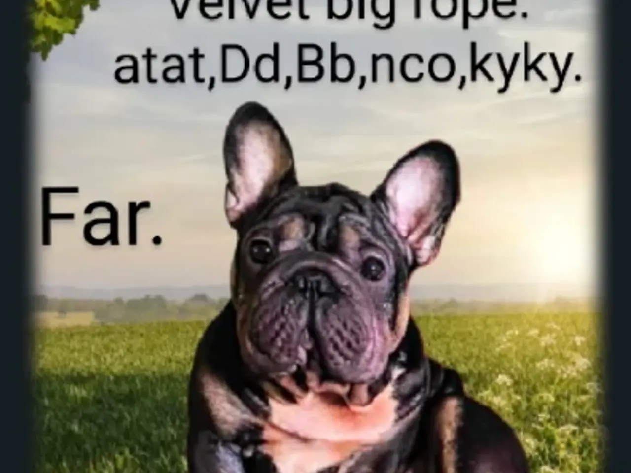 Billede 17 - Fransk Velvet bulldog dreng.